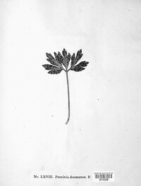 Puccinia anemones image